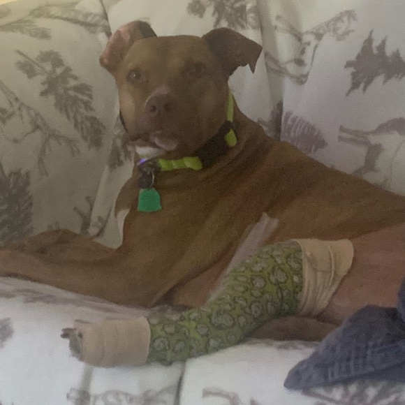 Meet your Posher, Tracey - Picture 5 of 13